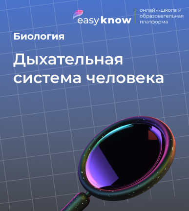 Дыхательная система человека ОГЭ биология