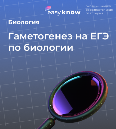 Гаметогенез на ЕГЭ по биологии