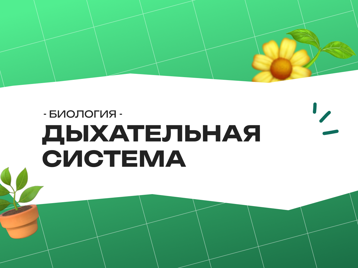 Дыхательная система человека ОГЭ биология