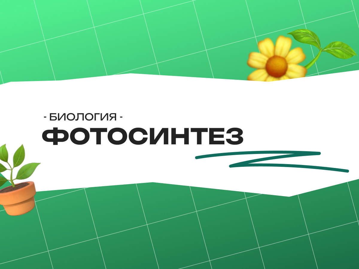 Фотосинтез: теория и задания ЕГЭ по биологии