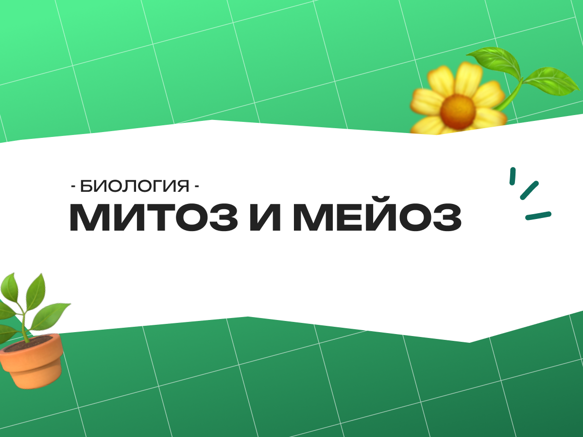 Митоз и мейоз ЕГЭ по биологии: 27 задание, фазы, типы и задания 2026