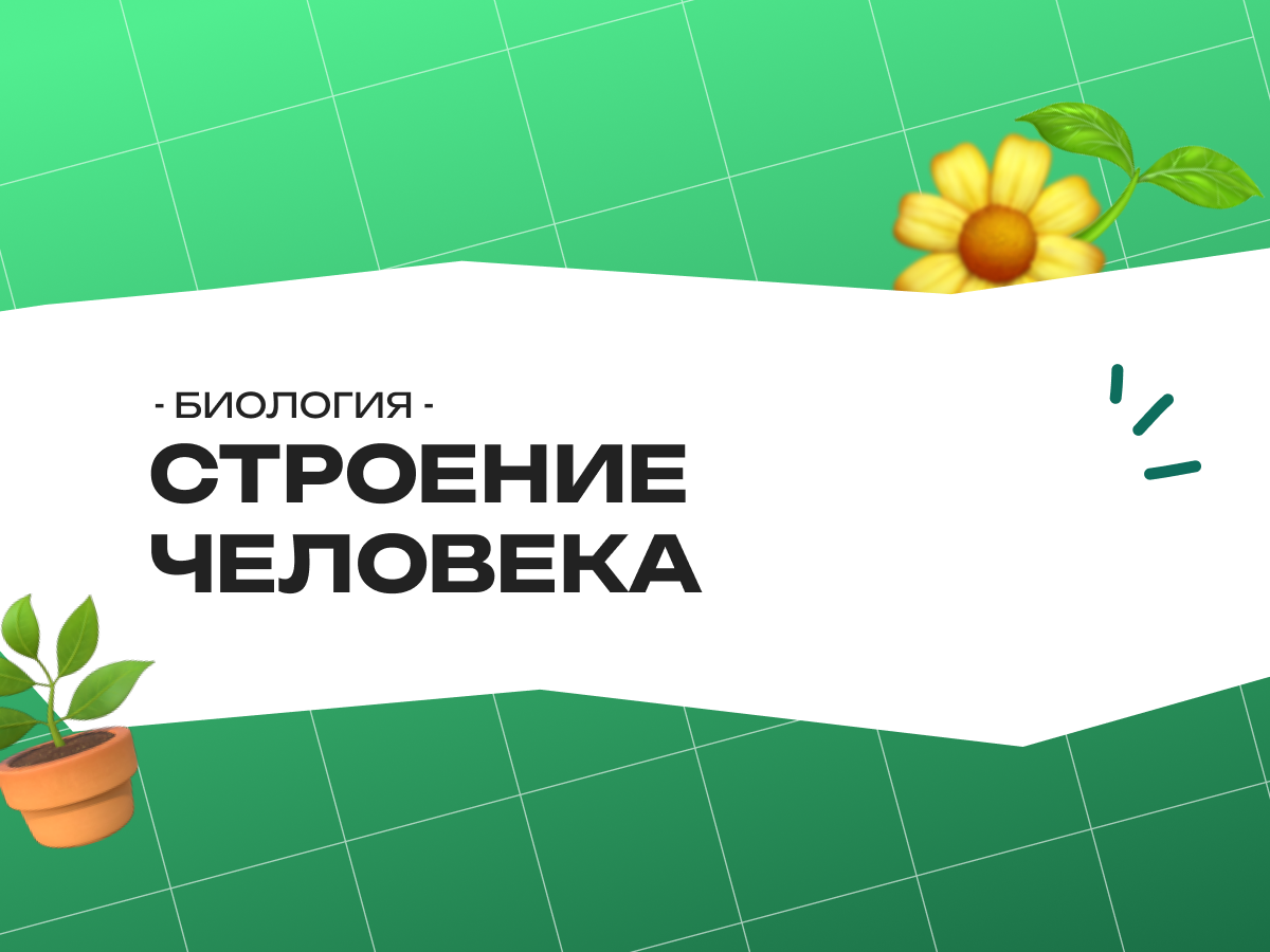 Строение человека — биология ОГЭ 2026: основные системы и важные задания