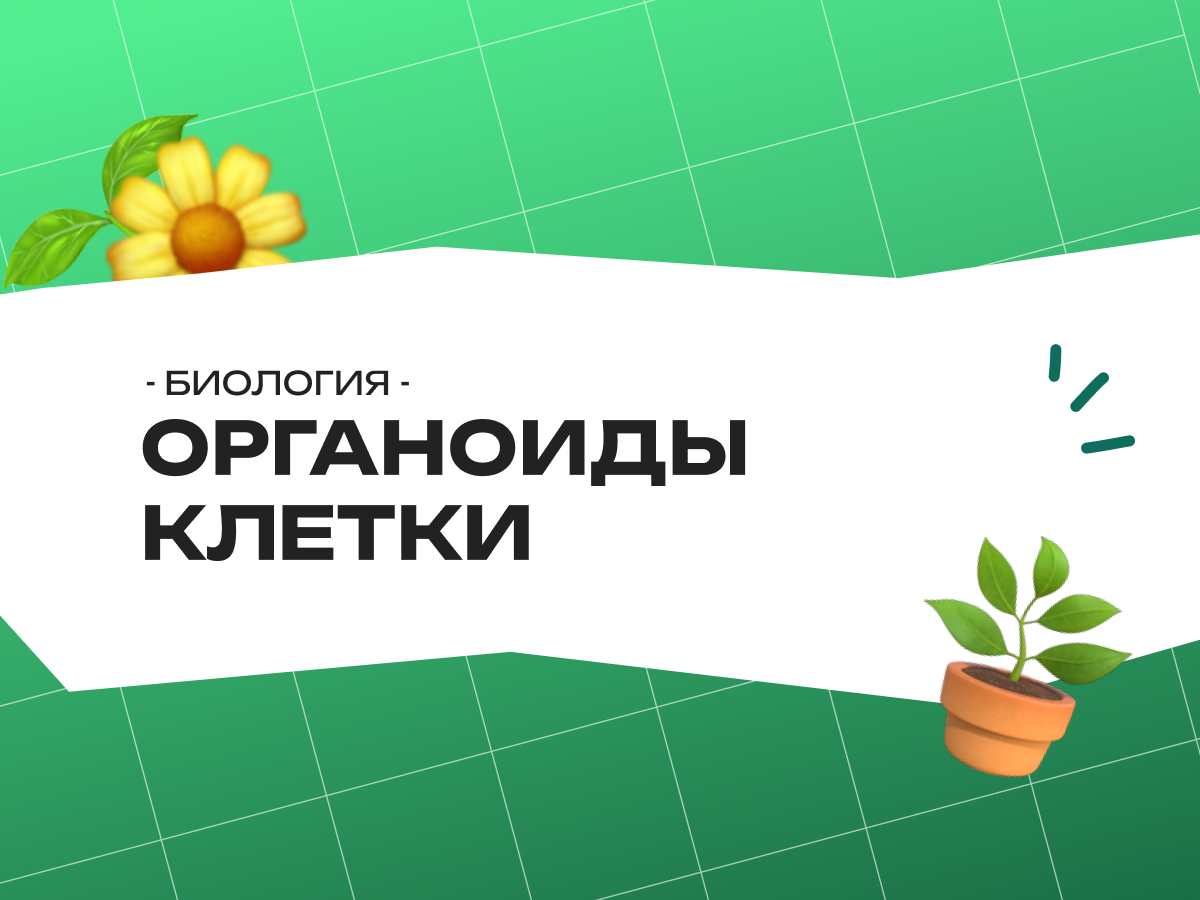 Органоиды клетки и их функции — ЕГЭ биология