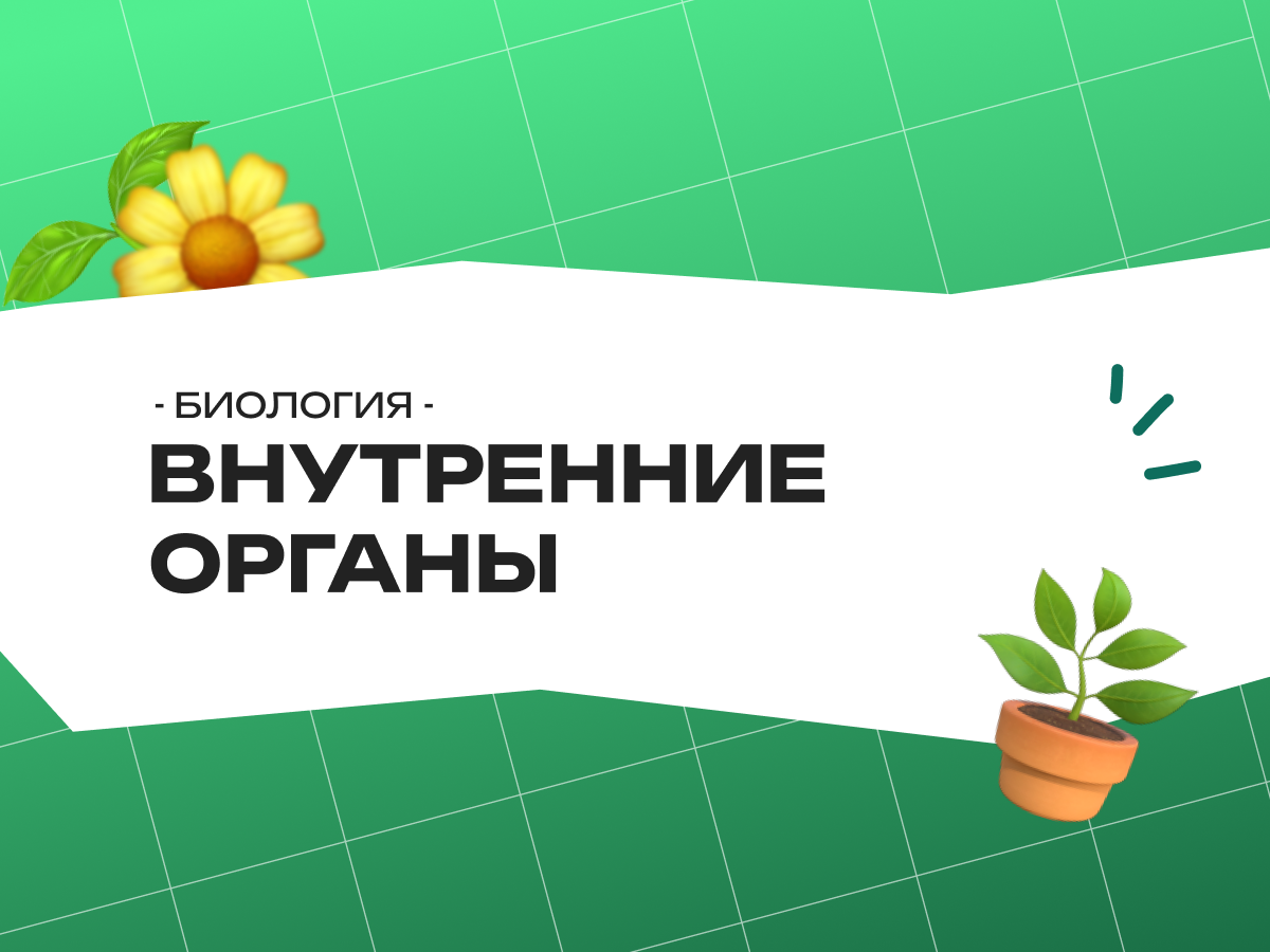 Биология: внутренние органы человека