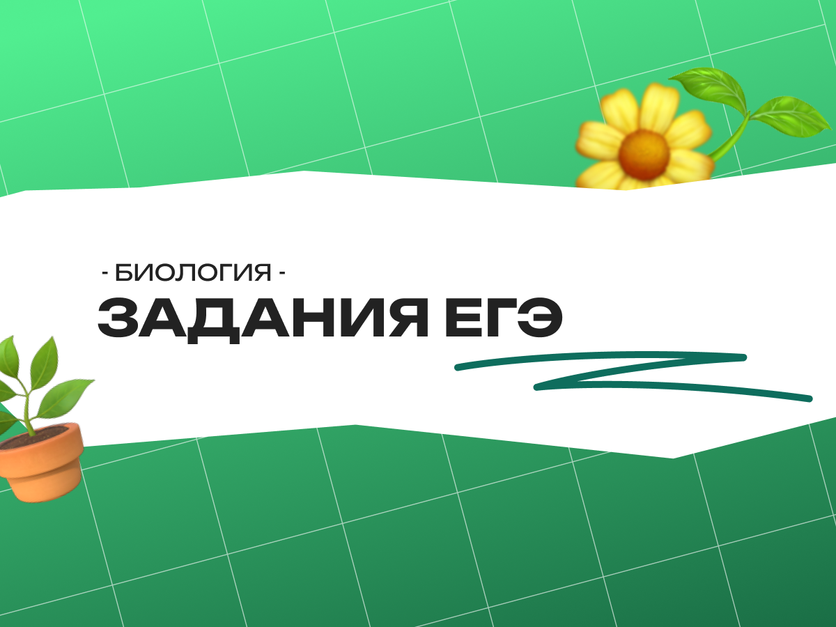 Задания ЕГЭ по биологии по белкам: биосинтез и структура для экзамена 2026