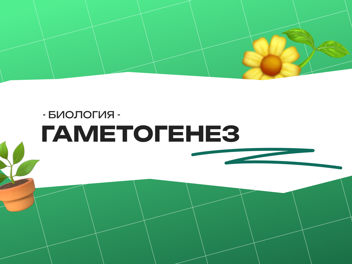 Гаметогенез на ЕГЭ по биологии