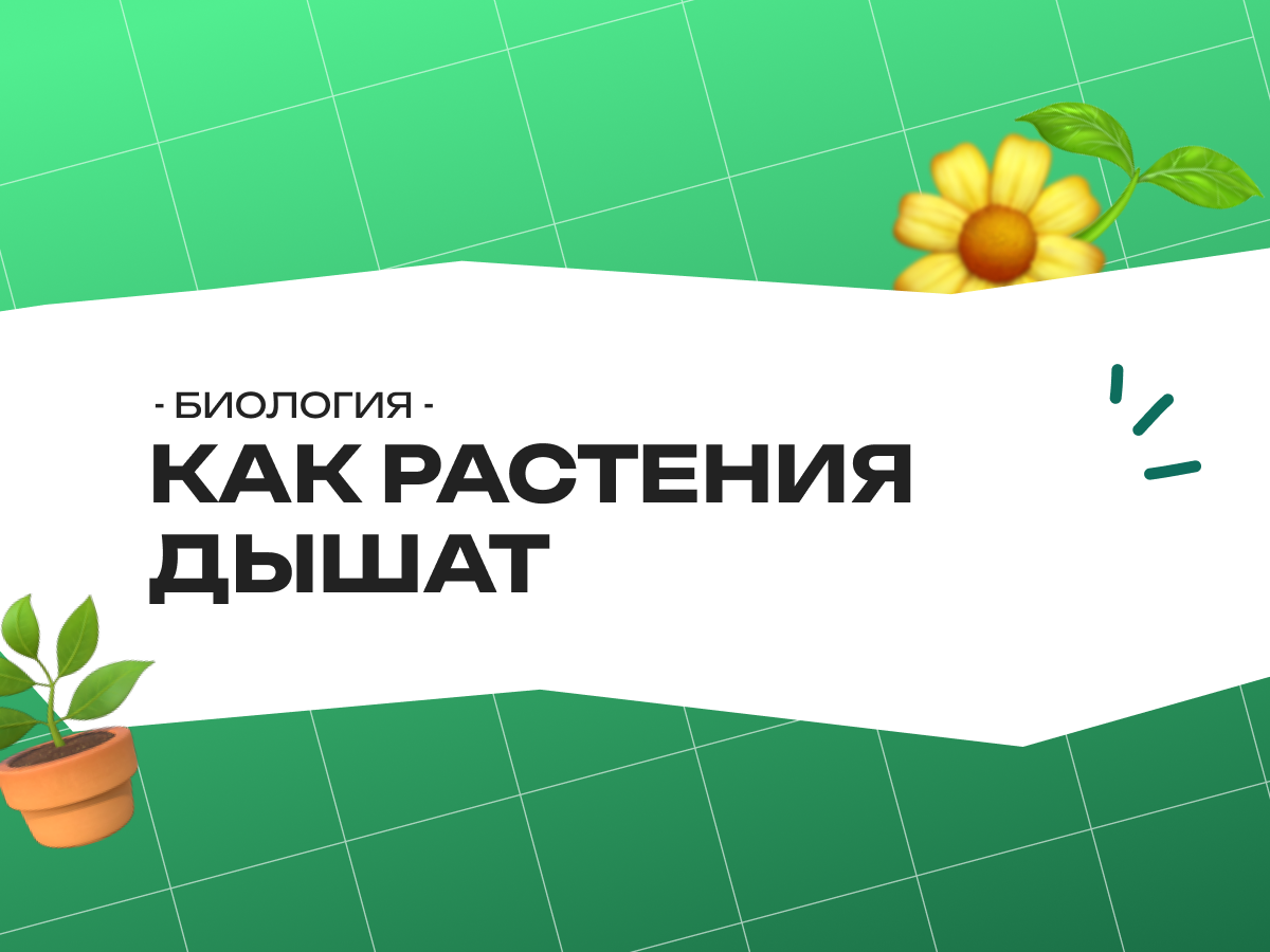 Как растения дышат: фотосинтез в действии